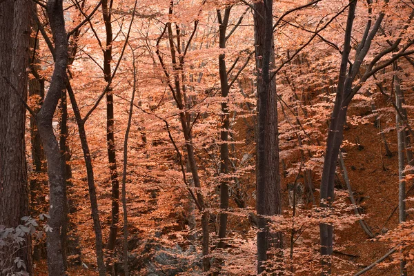 Punainen syksy värit metsä — kuvapankkivalokuva