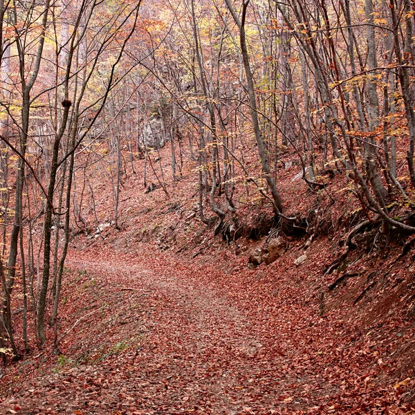 Δρόμος μέσα από το φθινόπωρο δάσος — Φωτογραφία Αρχείου