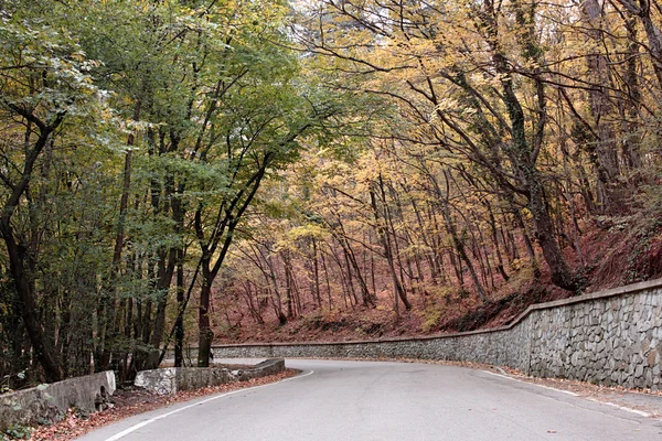 秋の森への道 — ストック写真