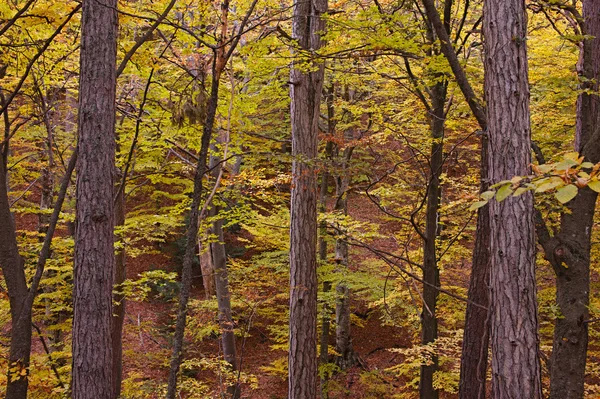 Spadek kolory lasu — Zdjęcie stockowe