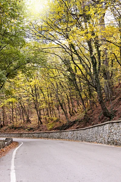 stock image Road through the autumn forest