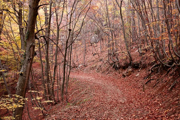 Δρόμος μέσα από το φθινόπωρο δάσος — Φωτογραφία Αρχείου