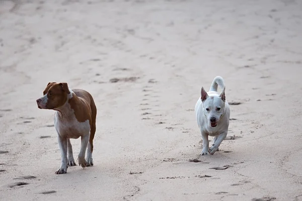 stock image Two dogs