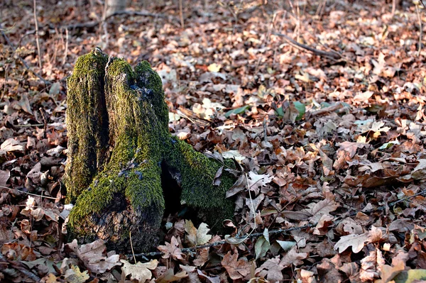 stock image Old stump