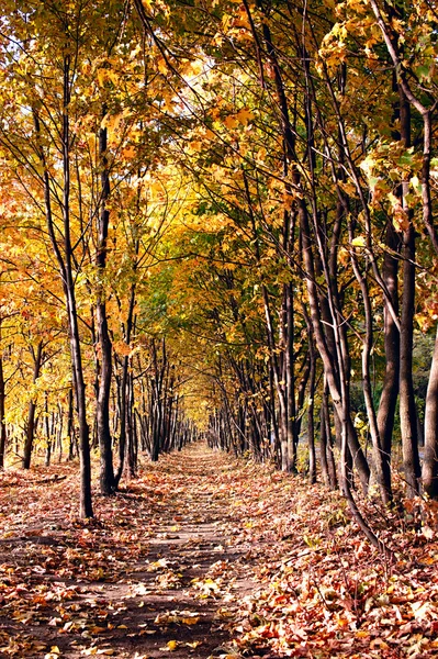 Autumn tree alley — Stock Photo, Image
