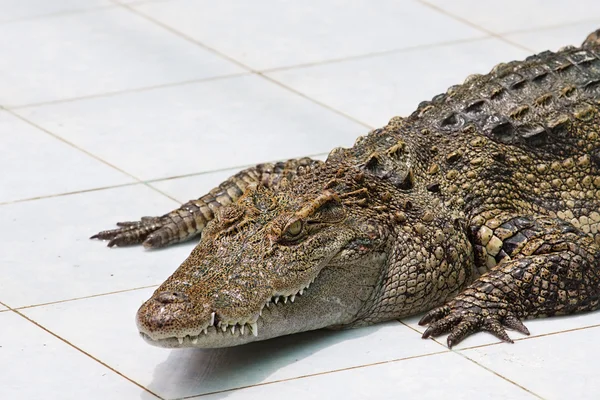 Крокодил на ферме — стоковое фото
