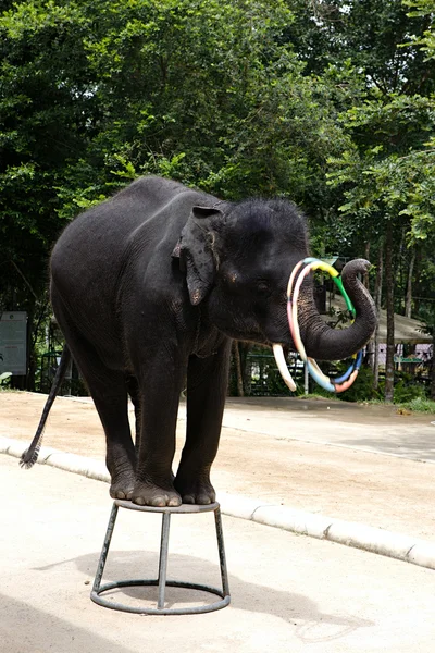 Spettacolo elefante — Foto Stock