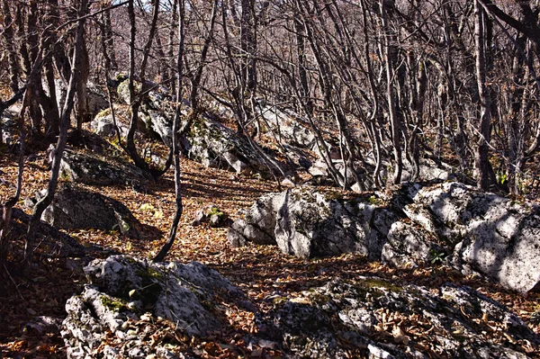 Floresta de outono com grandes pedras — Fotografia de Stock