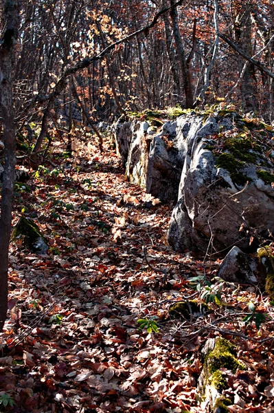 秋天的森林与石头 — 图库照片