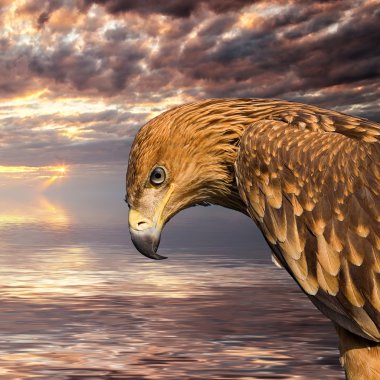 Close up hawk portrait clipart