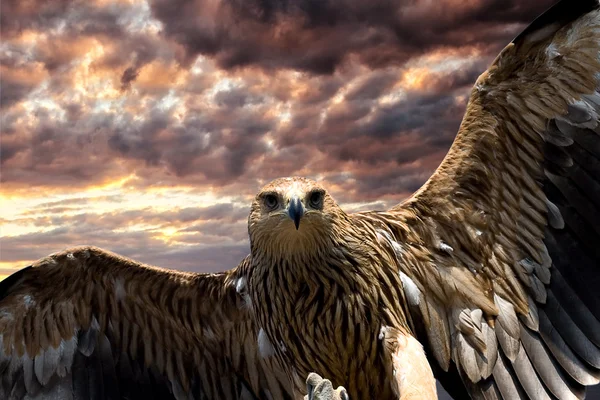 Flying eagle — Stock Photo, Image