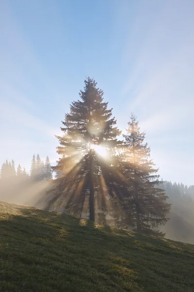 Aufgehende Sonnenstrahlen zwischen dem Baum — Stockfoto