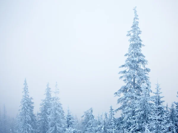 Kış çam ağaçları — Stok fotoğraf