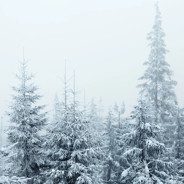 Vinterskog — Stockfoto