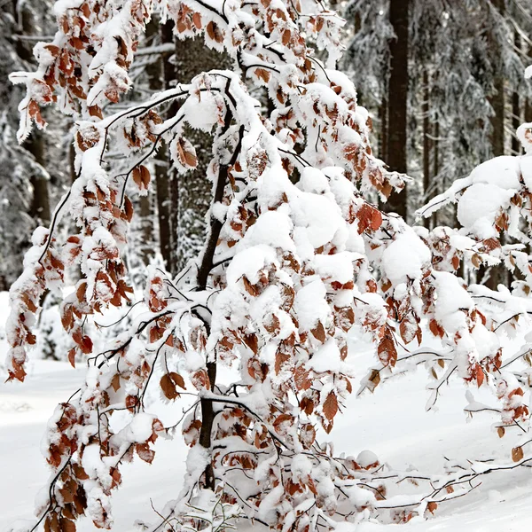 Høstblad under snø – stockfoto