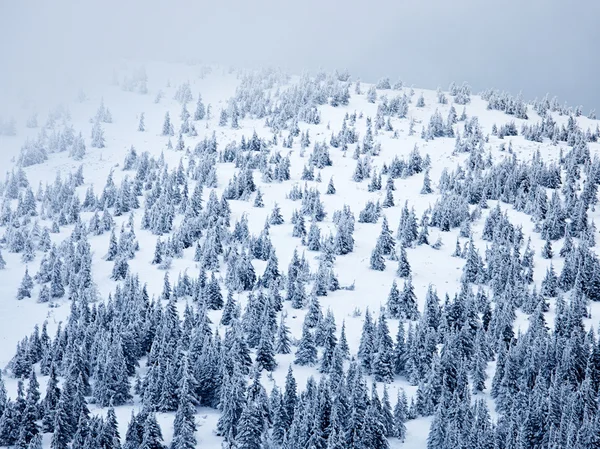 Berg skog — Stockfoto