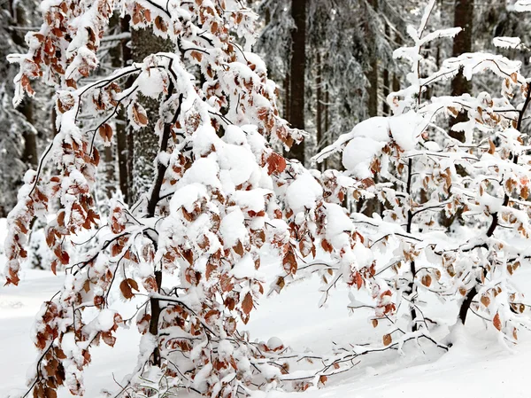 Høstblad under snø – stockfoto