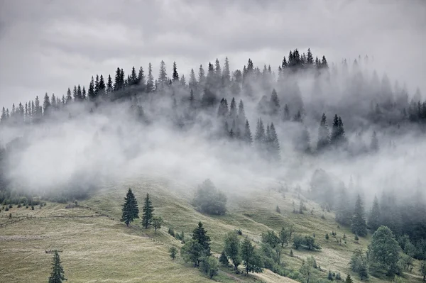 霧の朝 — ストック写真