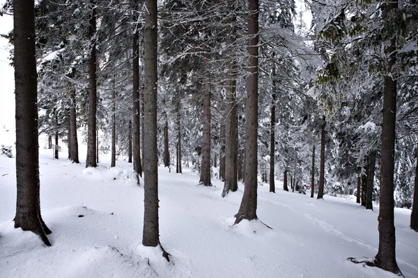 stock image Forest in winter