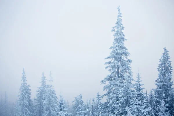 Vintern granar — Stockfoto