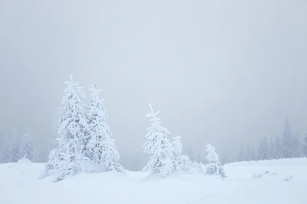 Winter fir trees — Stock Photo, Image