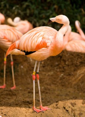 Red flamingo in the Atlanta Zoo clipart