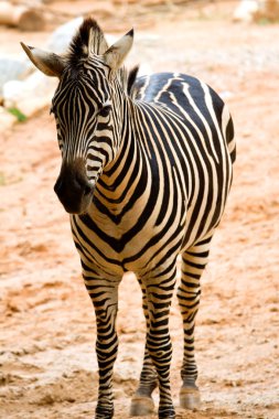 Zebra in the zoo clipart