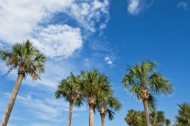 Palm trees over blue sky clipart