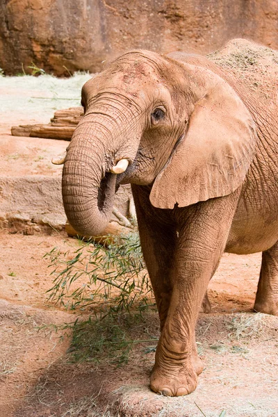 Μια μεγάλη άγρια αφρικανικός ελέφαντας — Φωτογραφία Αρχείου