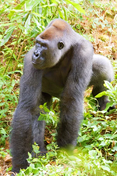 En silverback gorilla — Stockfoto