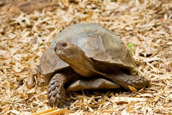 Μια μόνιμη χελώνα στο έδαφος — Φωτογραφία Αρχείου