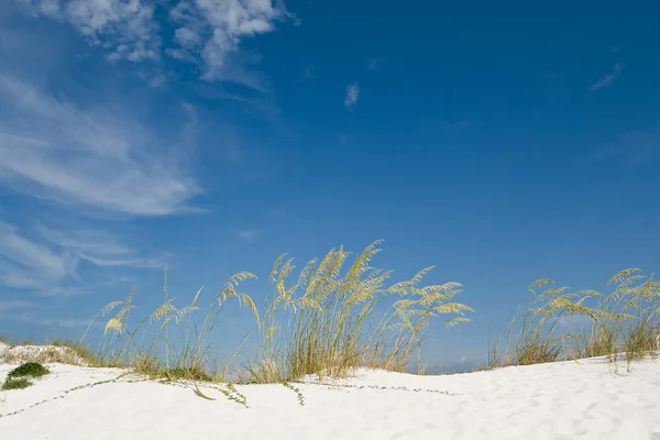 Beach sand dune with grasses and cane — Stock Photo, Image