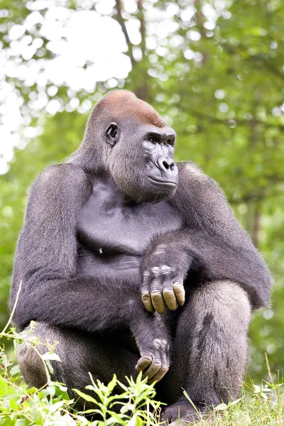 Detail velký samec gorily — Stock fotografie