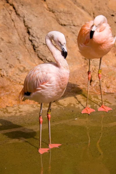Flamingo ve vodě — Stock fotografie