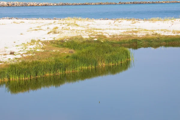 stock image Landscape with sand dunes and cane