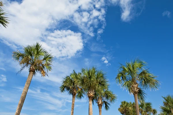 Palmy nad modrá obloha — Stock fotografie