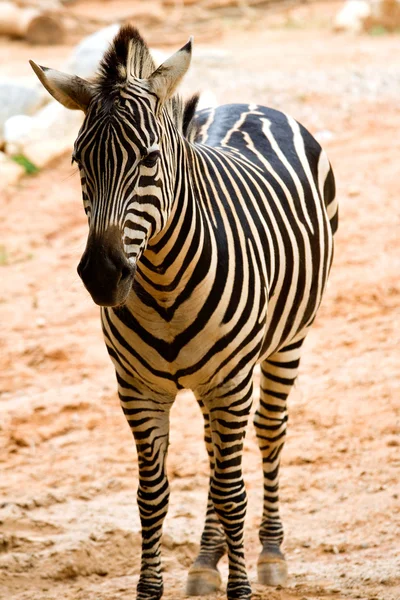 Zebra no zoológico — Fotografia de Stock