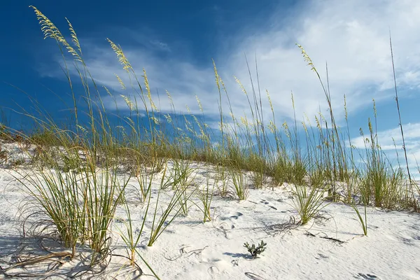 Duna de arena y hierbas bajo el cielo azul bonito — Foto de Stock