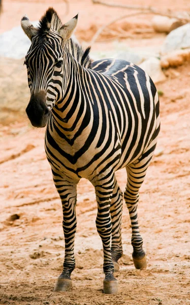 Zebra in de dierentuin — Stockfoto
