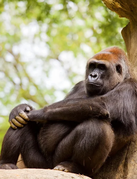 Grande masculino gorila — Fotografia de Stock