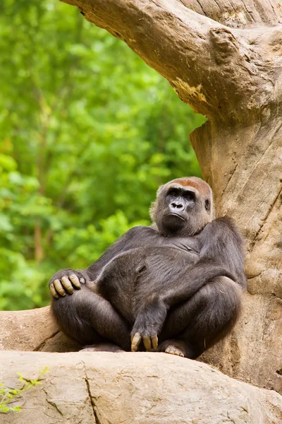 Gros plan d'un gros gorille mâle — Photo