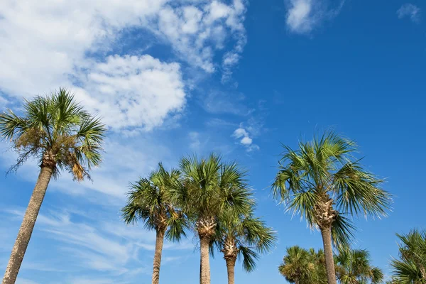 Palmy nad niebieski niebo — Zdjęcie stockowe