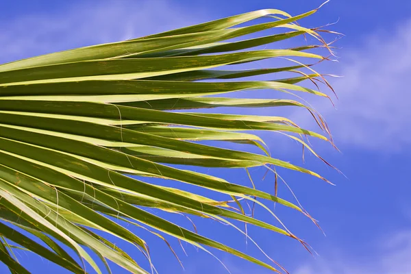 Palm brunch sobre céu azul — Fotografia de Stock