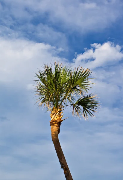 Palm tree in blue sky — Stock Photo, Image