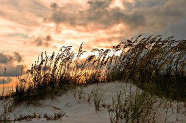 Sand dune and grasses clipart