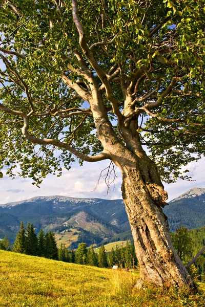 Εξοχικό τοπίο με εντάξει δέντρο στη θερινή ημέρα — Φωτογραφία Αρχείου