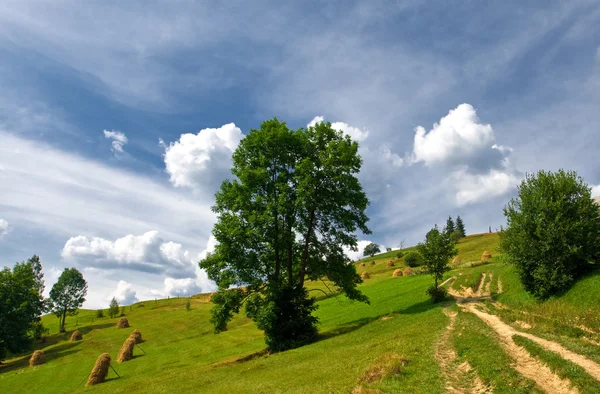 Ağaçlar ve saman ile kırsal kazık çayırda — Stok fotoğraf