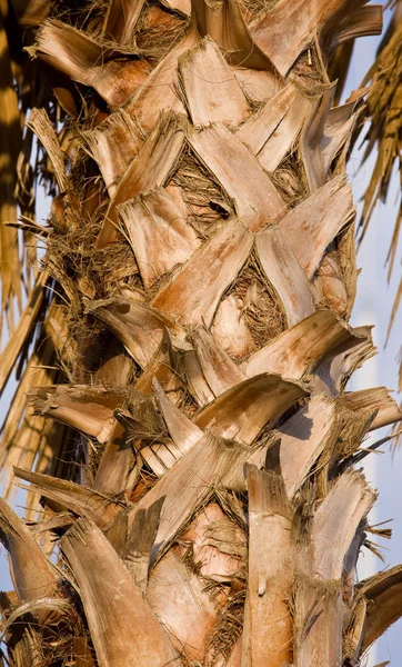 Palm stromová kůra — Stock fotografie