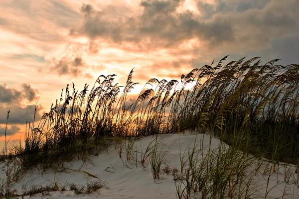 Dune di sabbia ed erba — Foto Stock