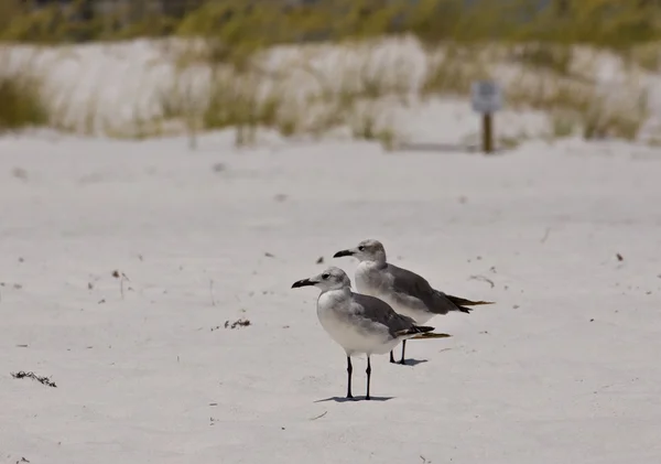 Две чайки на песке — стоковое фото